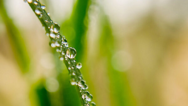 Wallpaper Blur, Green, Nature, Drops, Dew, Leaves, Water, Background