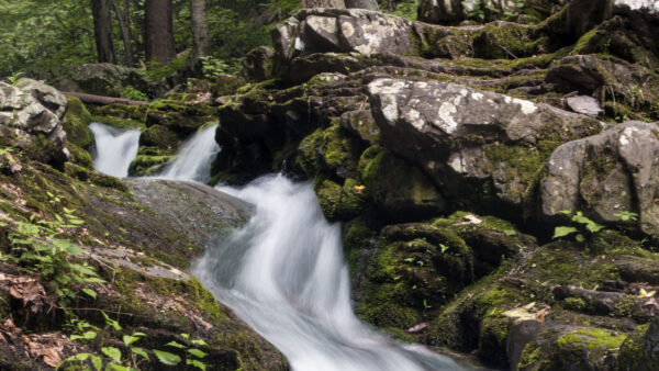 Wallpaper Rocks, Trees, Forest, Bushes, Between, Algae, Stream, Plants, Water, Covered, Background, Nature