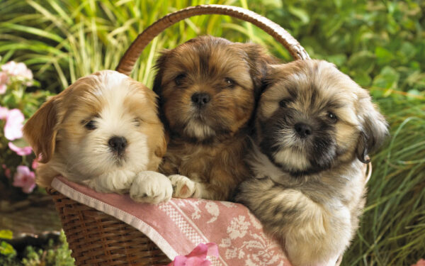 Wallpaper Cute, Puppies