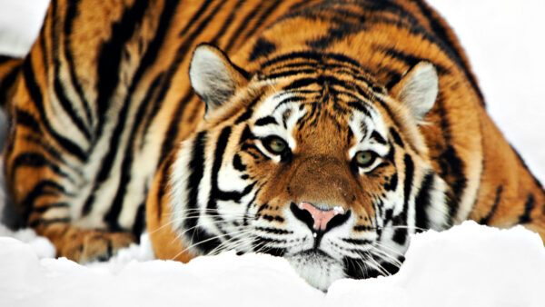 Wallpaper 1080p, Tiger