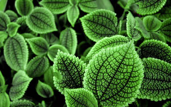 Wallpaper Green, Leaves, Beautiful
