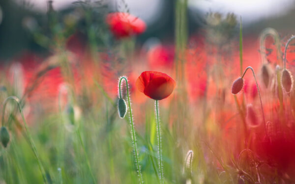 Wallpaper Poppies