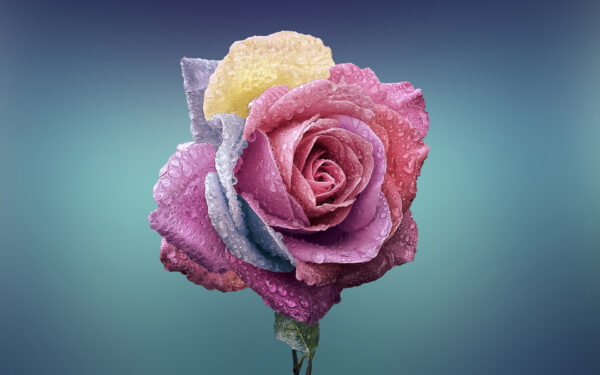 Wallpaper Colorful, Rose