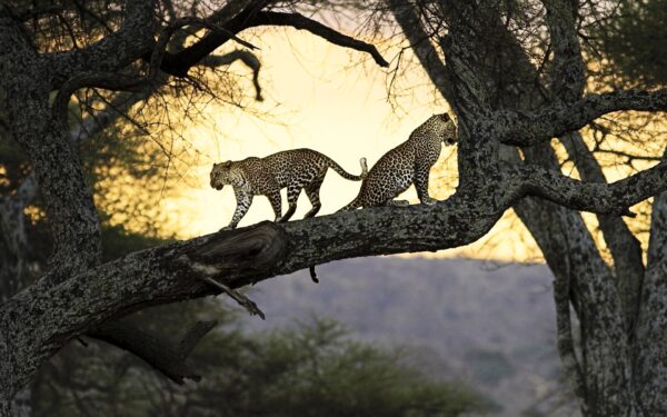 Wallpaper Leopards