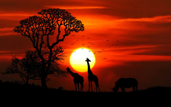 Wallpaper Animals, Sunset