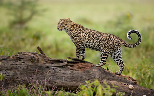 Wallpaper Leopard, Kenya