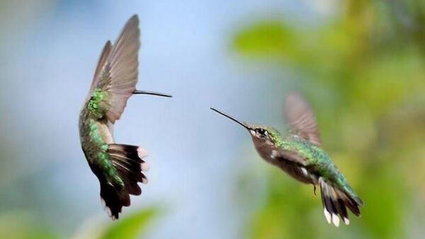 Wallpaper Birds, Humming