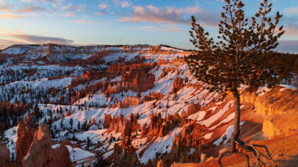 Wallpaper Canyon, Over, Pine, Bryce, Ancient, Nature, Bristlecone, Dsktop