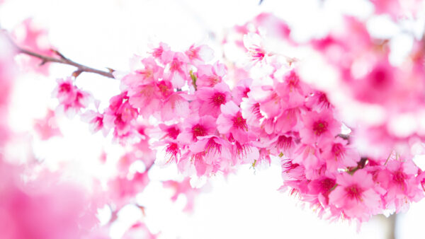 Wallpaper Sakura, Spring, Blossom, Flowers, Background, Pink, White