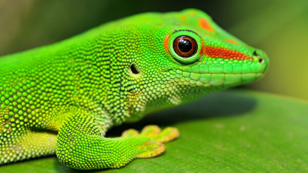 Wallpaper 1920×1080, Desktop, Pc, Cool, Green, Background, Gecko, Images, Animals