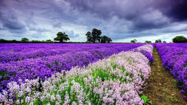 Wallpaper Flowers, Field, Sky, White, Cloudy, Under, Desktop, Lavender, Purple