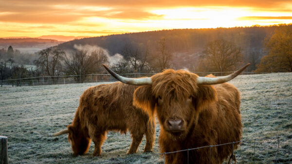 Wallpaper With, Sunset, Background, Desktop, Scottish, Cow, Animals