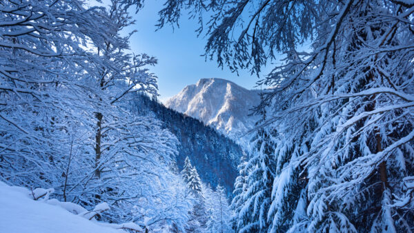 Wallpaper Snow, Mountain, Covered, Nature, Desktop, And, Mobile, Trees, Alps, Austria