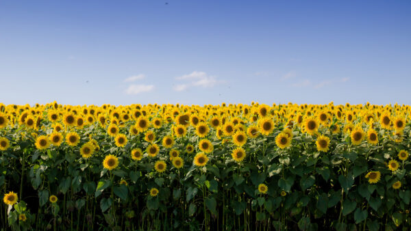 Wallpaper Sunflowers, Under, Blue, Sky, Desktop, Flowers, Field