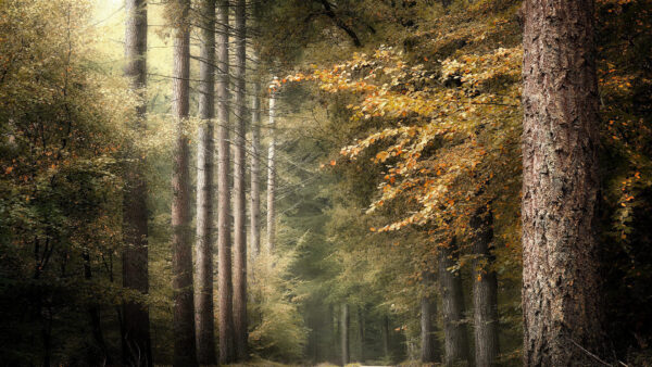 Wallpaper Trees, Forest, Nature, Long, Fall, Between, During, Pathway, Desktop