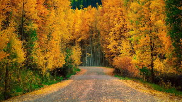 Wallpaper Forest, Green, Road, Trees, Nature, Autumn, Yellow