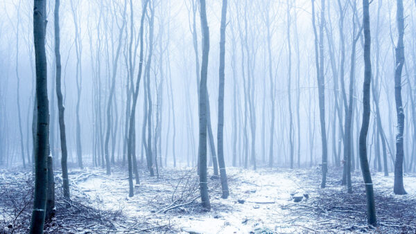 Wallpaper Snow, Desktop, With, Trunk, Forest, Mobile, Covered, Winter, Fog