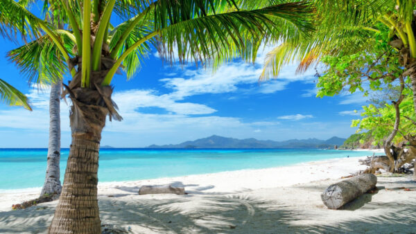 Wallpaper Beach, Tree, Sand, Palm, Shadow