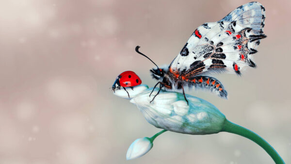 Wallpaper Butterfly, Flower, Ladybug, Desktop, Insect, Macro, Animals, Standing, Near