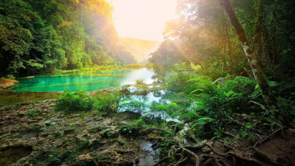 Wallpaper River, Desktop, Forest, Sunlight, Natures