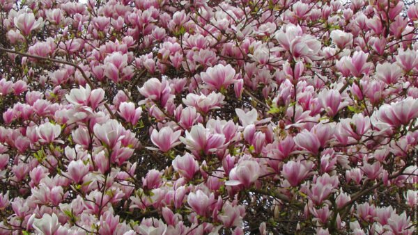 Wallpaper Pink, Magnolia, During, Spring, Season, Desktop, Flowers, Blossom