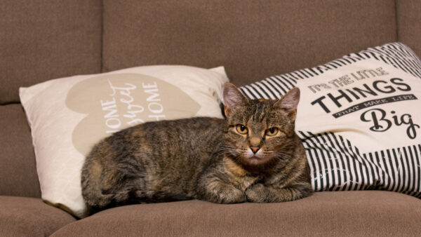Wallpaper Couch, With, Mobile, Cat, Eyes, Sitting, Desktop, Brown