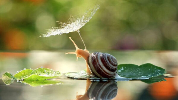 Wallpaper Snail, Leaf, Beautiful, Photography