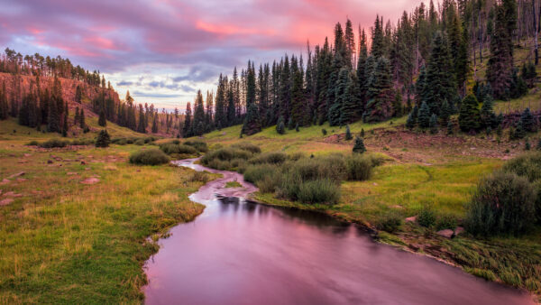 Wallpaper Desktop, Nature, Mobile, Trees, Stream, Slope, Green, Grass, Bushes, Field, Sunset, During, Water