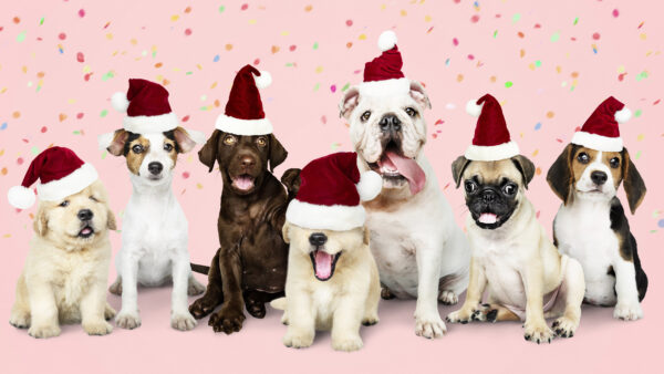 Wallpaper Caps, Desktop, Santa, Dog, Variety, Dogs, With, Mobile