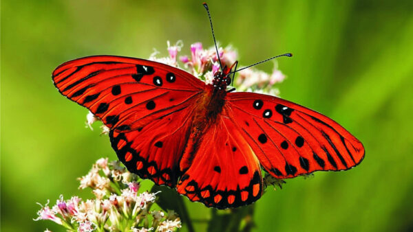 Wallpaper Butterfly, Green, Red, Desktop, Beautiful, Background, Flowers, Black