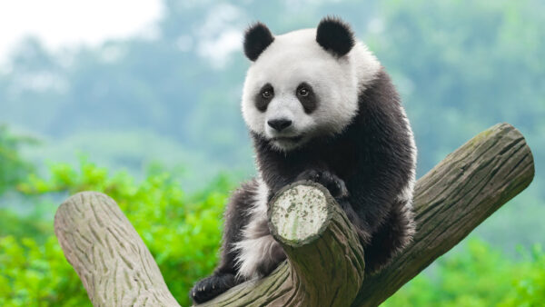 Wallpaper Panda, Black, Sitting, Trunk, Tree, White