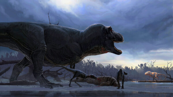 Wallpaper Tyrannosaurus, Rex, Dinosaur