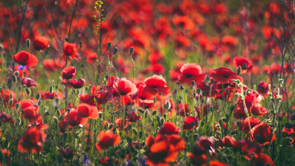 Wallpaper Poppy, Field, Flowers, Desktop, Background, Common, Blur, Red, Mobile