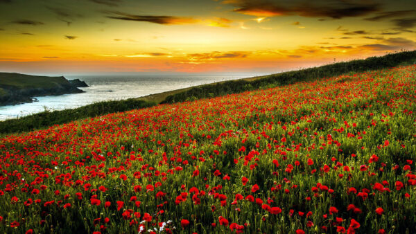 Wallpaper Cloudy, Poppy, Under, Field, Red, Black, Spring, Background, Yellow, Sky, Desktop