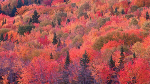 Wallpaper Colors, Different, Trees, With, Nature, Forest