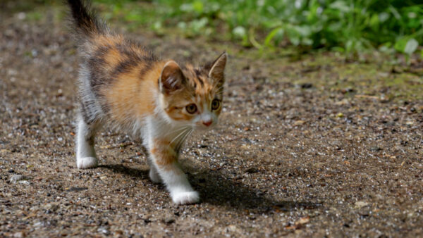 Wallpaper Brown, Cat, Sand, White, Kitten, Black, Walking