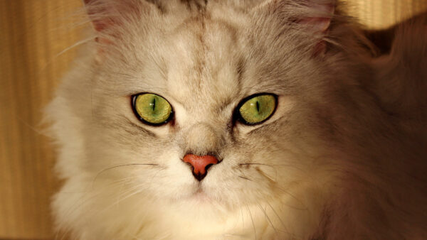 Wallpaper Green, Eyes, White, With, Cat, Desktop
