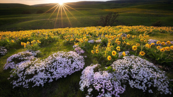 Wallpaper Desktop, White, Background, Yellow, Meadow, Flowers, Spring