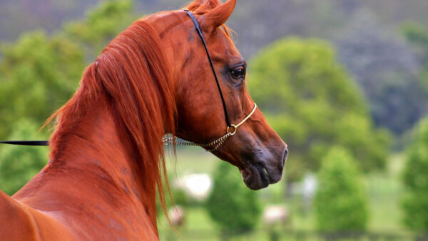 Wallpaper Desktop, Background, Shallow, Trees, Animals, With, Brown, Horse