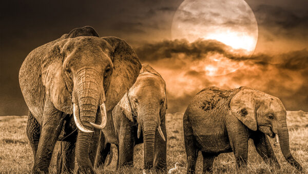 Wallpaper Moon, Grass, Background, Standing, Black, Clouds, Are, Sky, Animals, Dry, Elephants