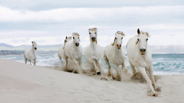 Wallpaper With, White, Sea, Horse, Background, Sand, Sky, Cloudy, And, Mountain, Horses, Desktop