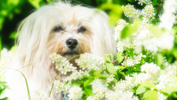 Wallpaper Desktop, Hairy, Dog, Plants, Flowers, White, Standing, Near