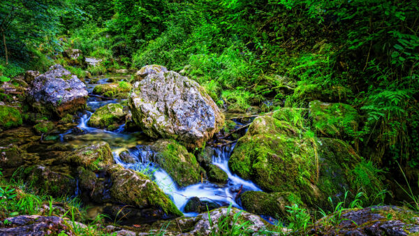 Wallpaper Rocks, Stream, Background, Green, Trees, Desktop, Bushes, Forest, Covered, Stones, Water, Mobile, Algae