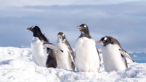 Wallpaper Snow, Desktop, Penquins, Birds, Cloudy, Background, Sky, With