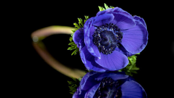 Wallpaper Flowers, Black, Reflection, Blue, Background, Anemone, Flower