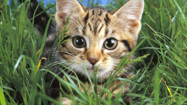 Wallpaper Closeup, Kitten, Grass, Black, Green, White, Brown, View, Field, Cat