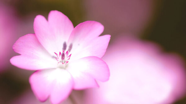 Wallpaper Desktop, Spring, Blur, Pink, Flowers, Background