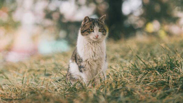 Wallpaper Background, Desktop, Grass, Sitting, Black, White, Blur, Yellow, Mobile, Eyes, Bokeh, Cat, Green