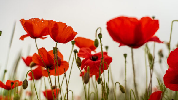 Wallpaper Spring, Common, Background, Red, Poppy, Field, Flowers, Sky