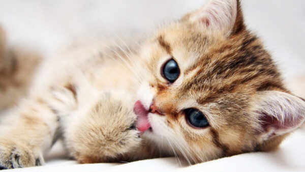 Wallpaper Brown, Kitten, Cat, Tongue, Desktop, Touching